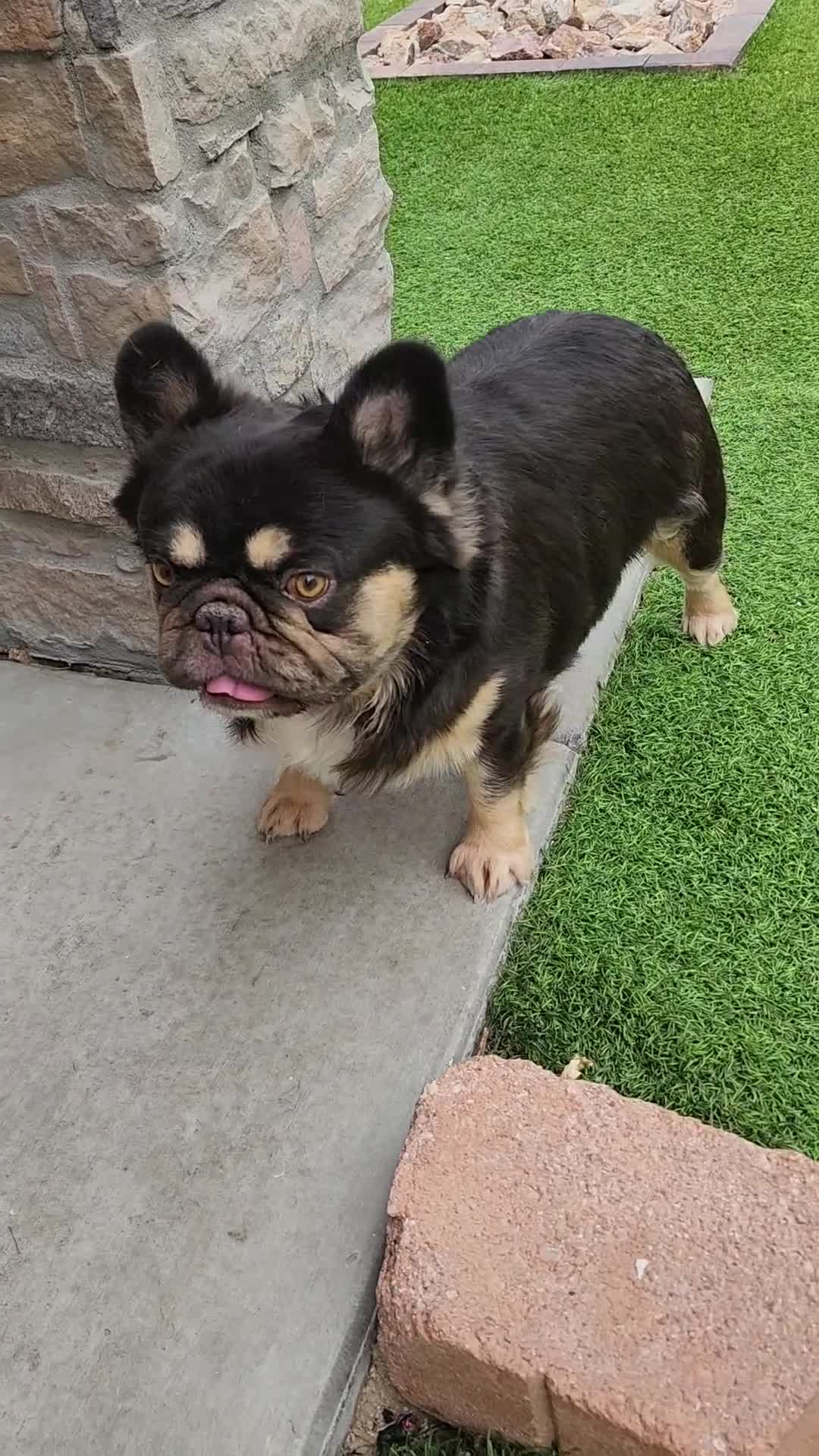 French Bulldog dogs for stud: Grizzly  - Video 1