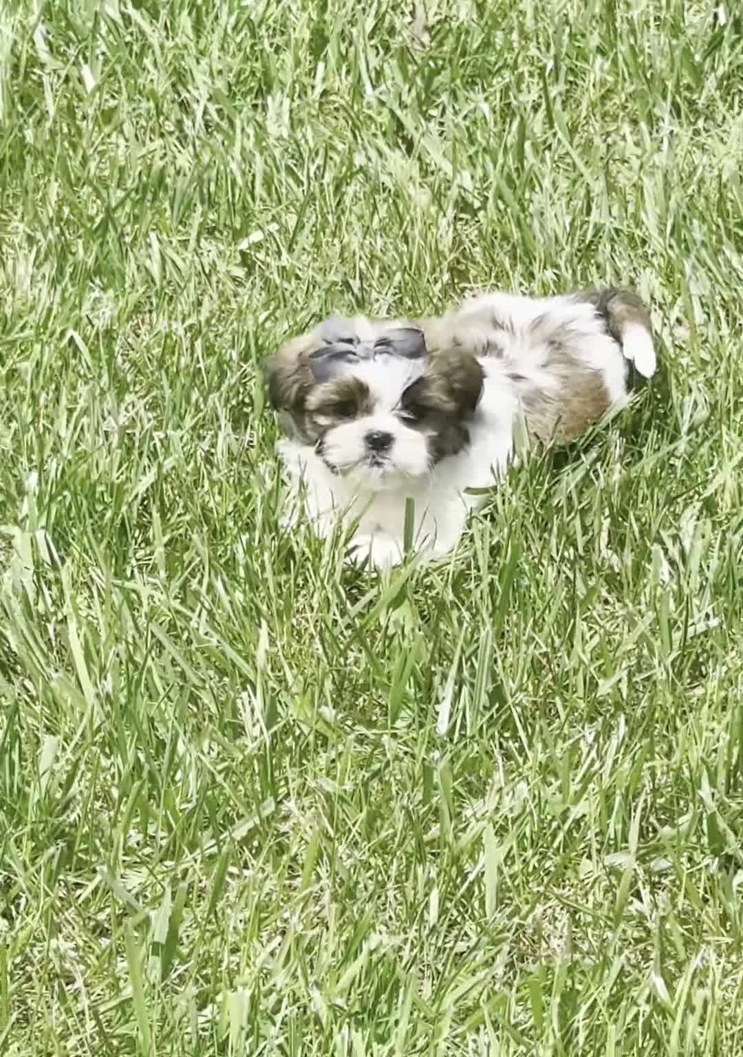 Shih Tzu dogs for sale: Gus Gus - Video 1
