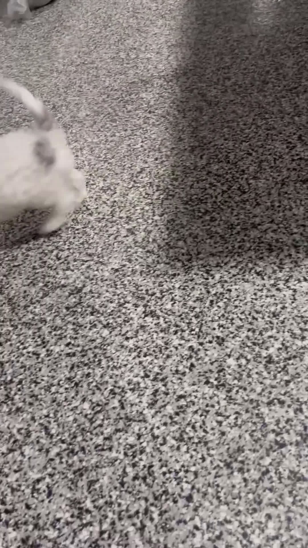 Cavapoo dogs for sale: Moose - Video 2