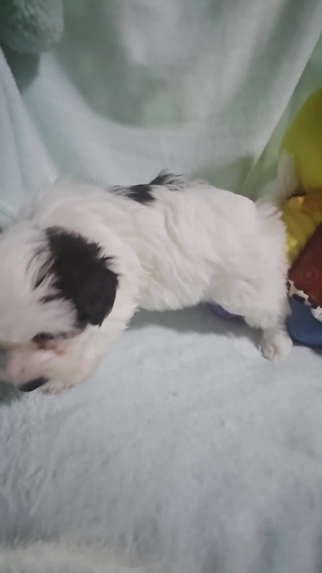 Morkie dogs for sale: Morkie 5 - Video 1