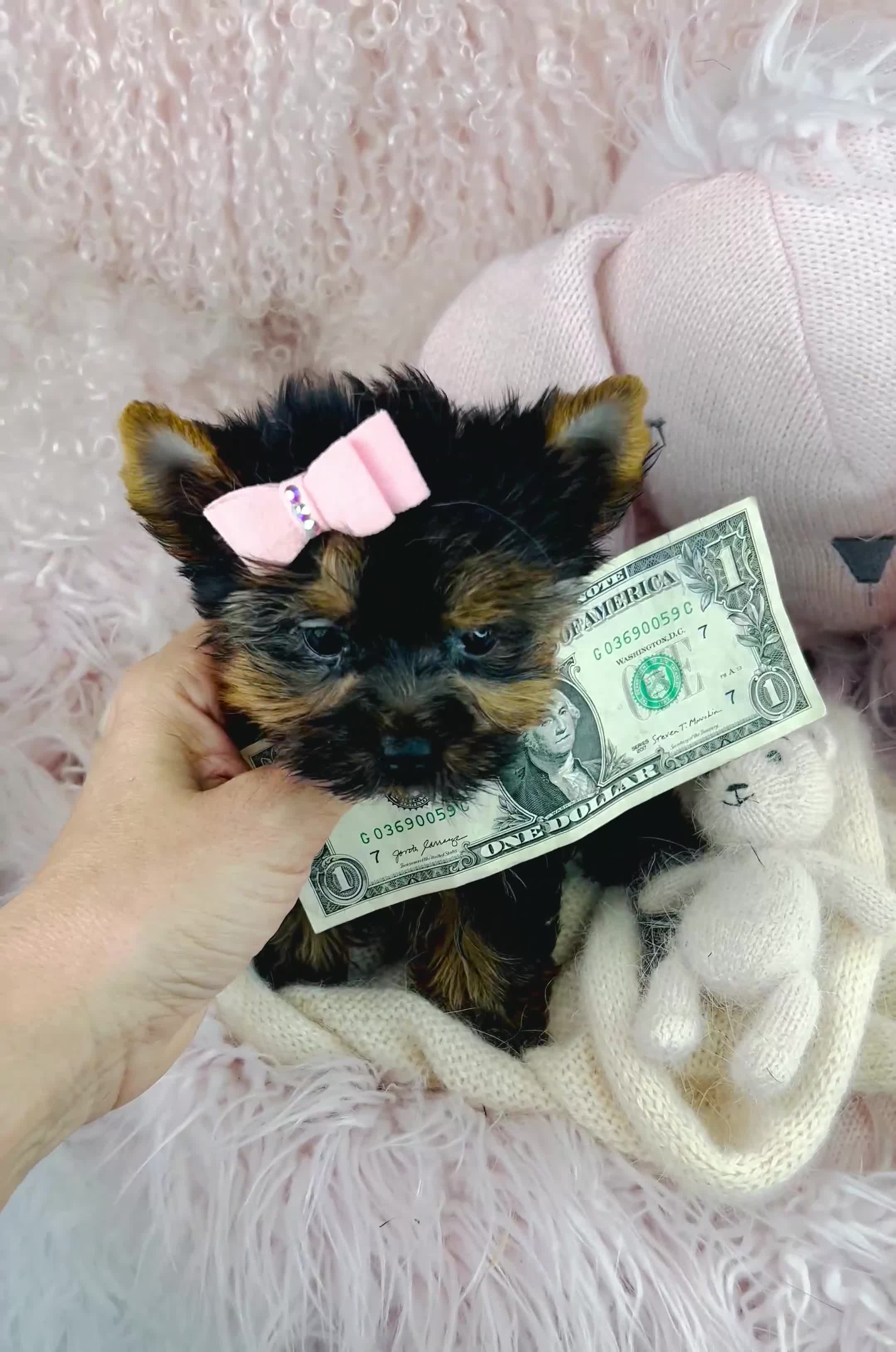 Yorkshire Terrier dogs for sale: Teacup Yorkshire Terrier 2 - Video 1