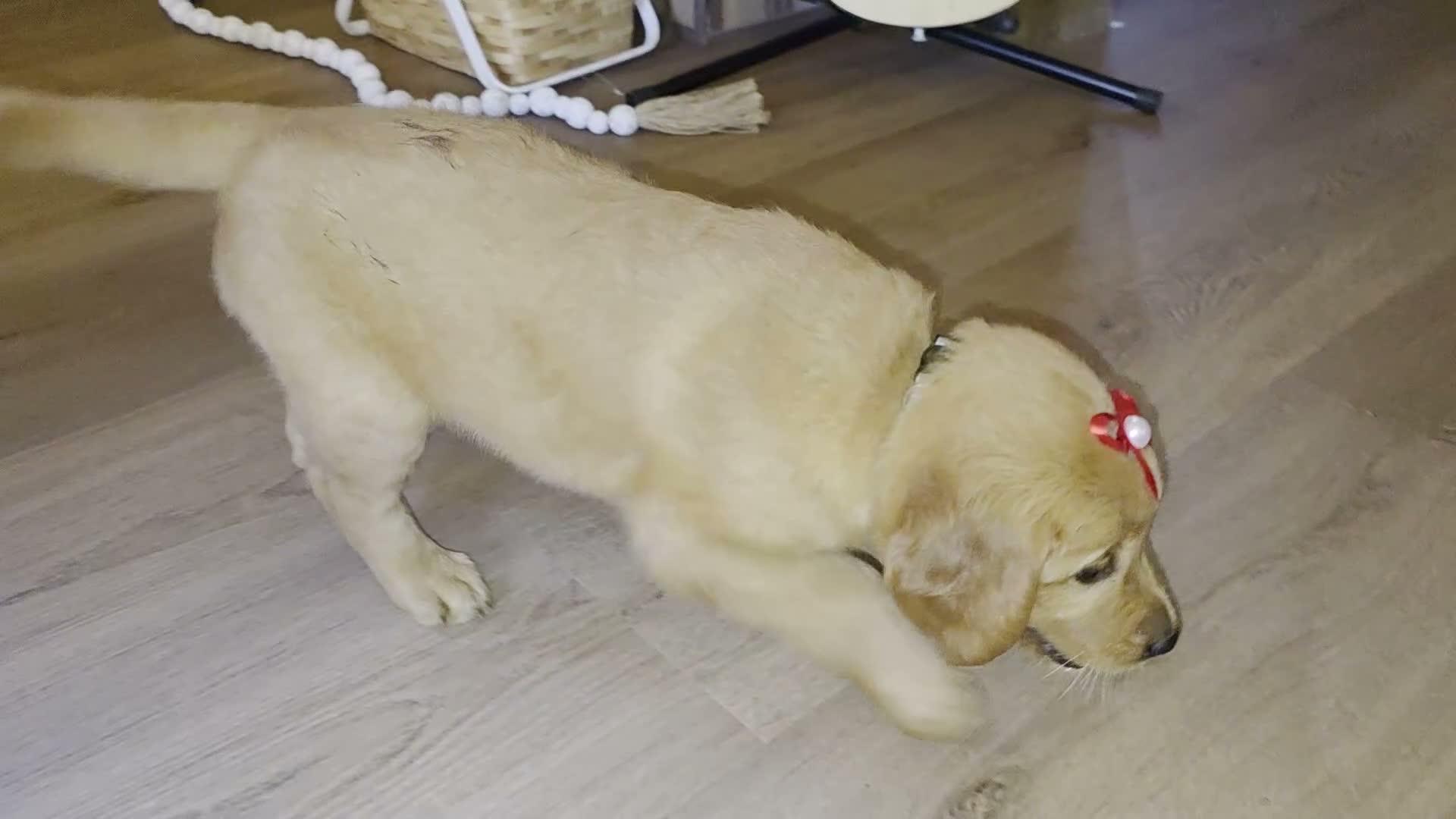 Golden Retriever dogs for sale:  Bella  - Video 1