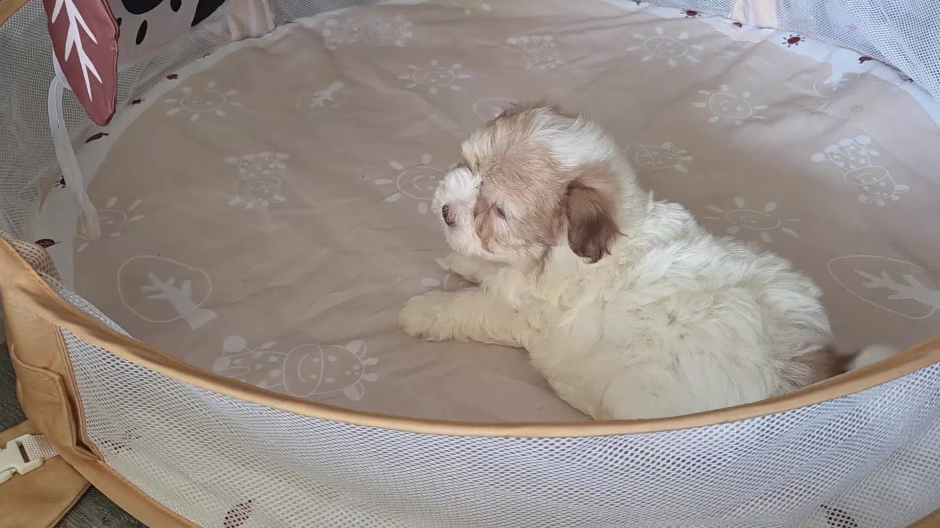 Maltipoo dogs for sale: Alex - Video 2