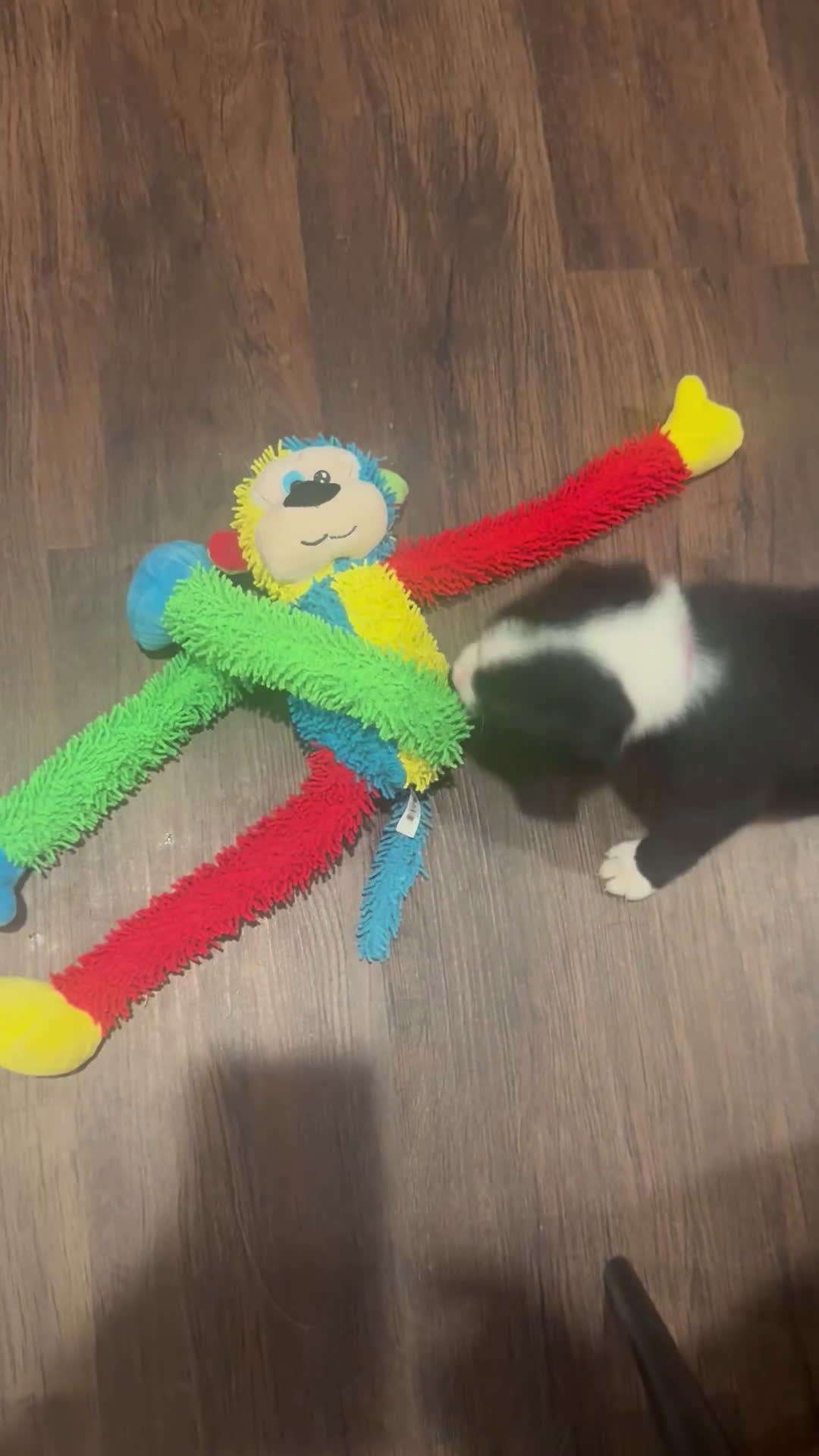 Mixed Breed dogs for sale: Autumn  - Video 1