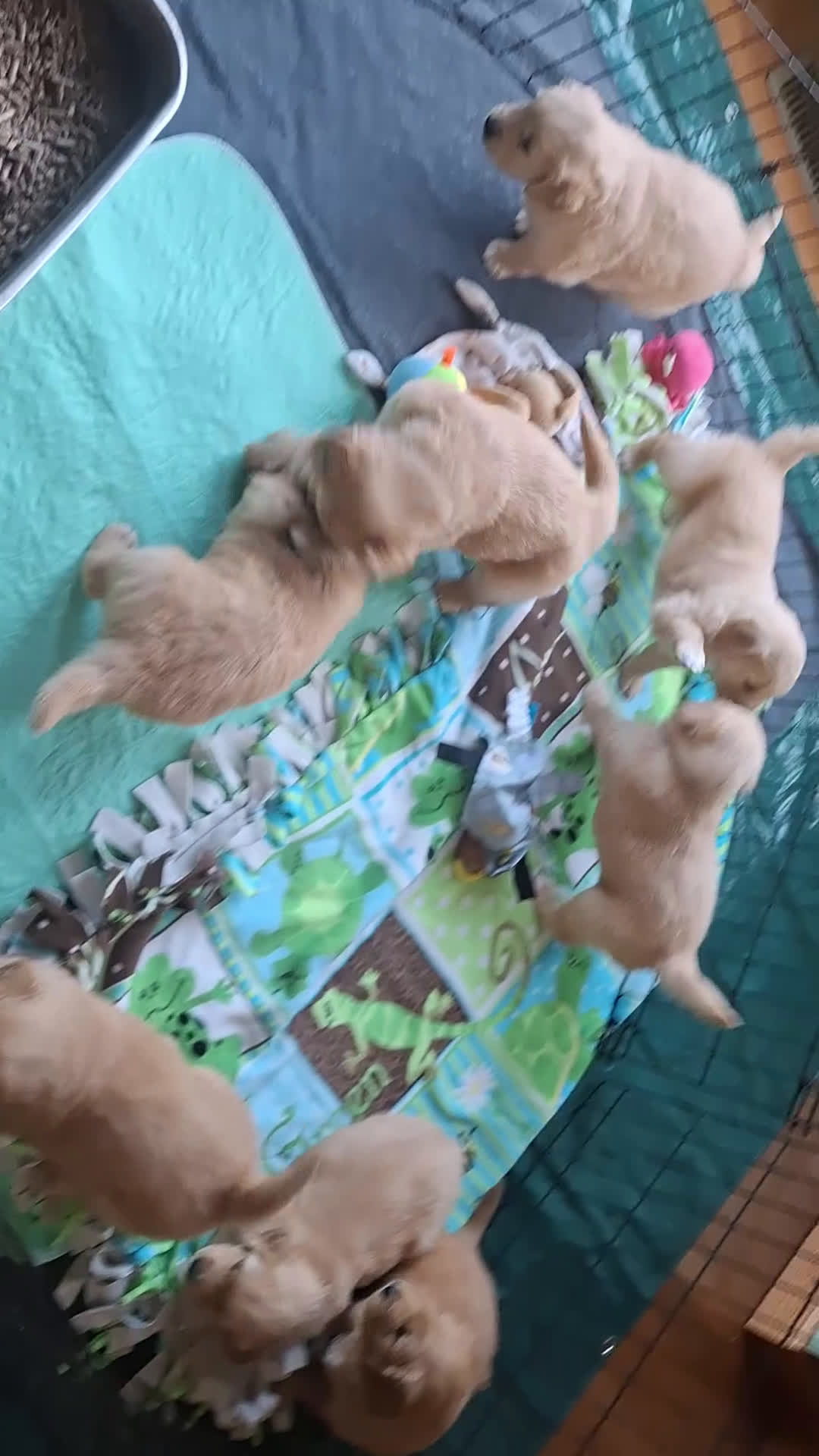 Golden Retriever dogs for sale: Golden Retriever Puppy 4 - Video 1