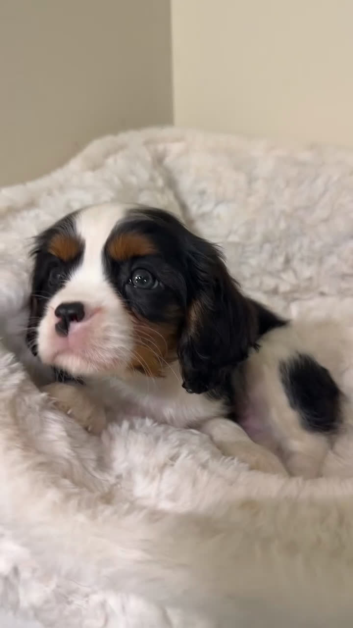 Cavalier King Charles Spaniel dogs for sale: Biscuit - Video 1