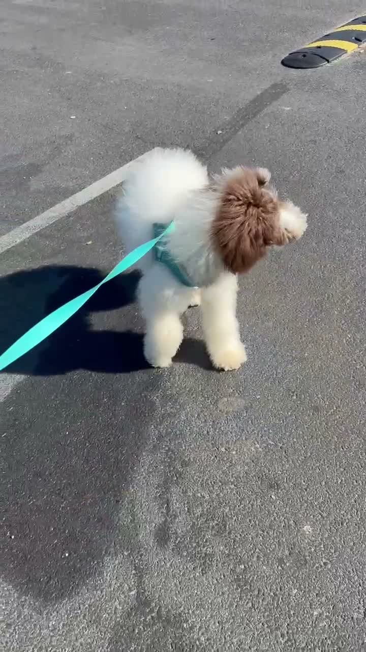 Standard Poodle dogs for sale: Horse - Video 1