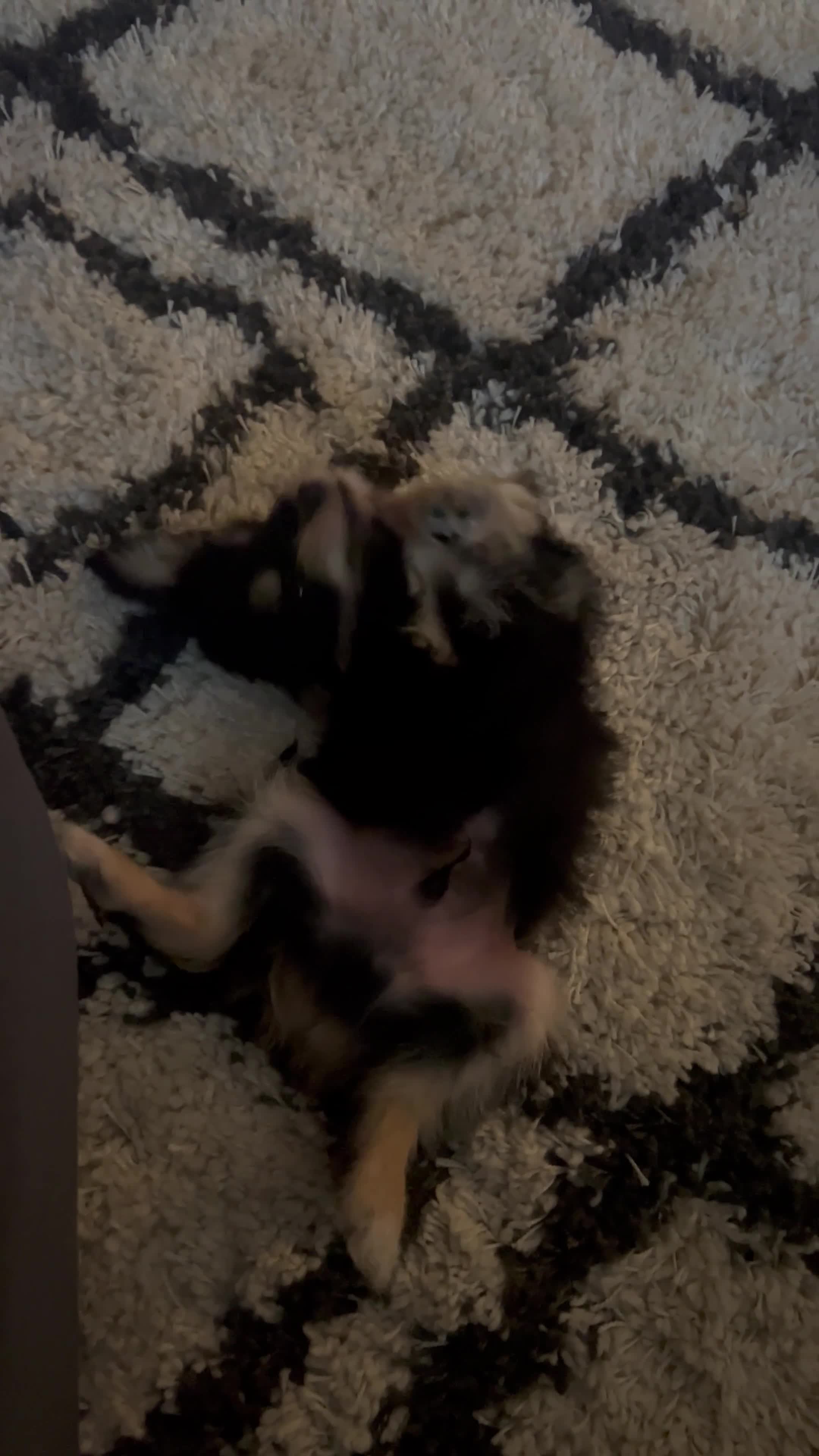 Mixed Breed dogs for sale: Dexter - Video 1