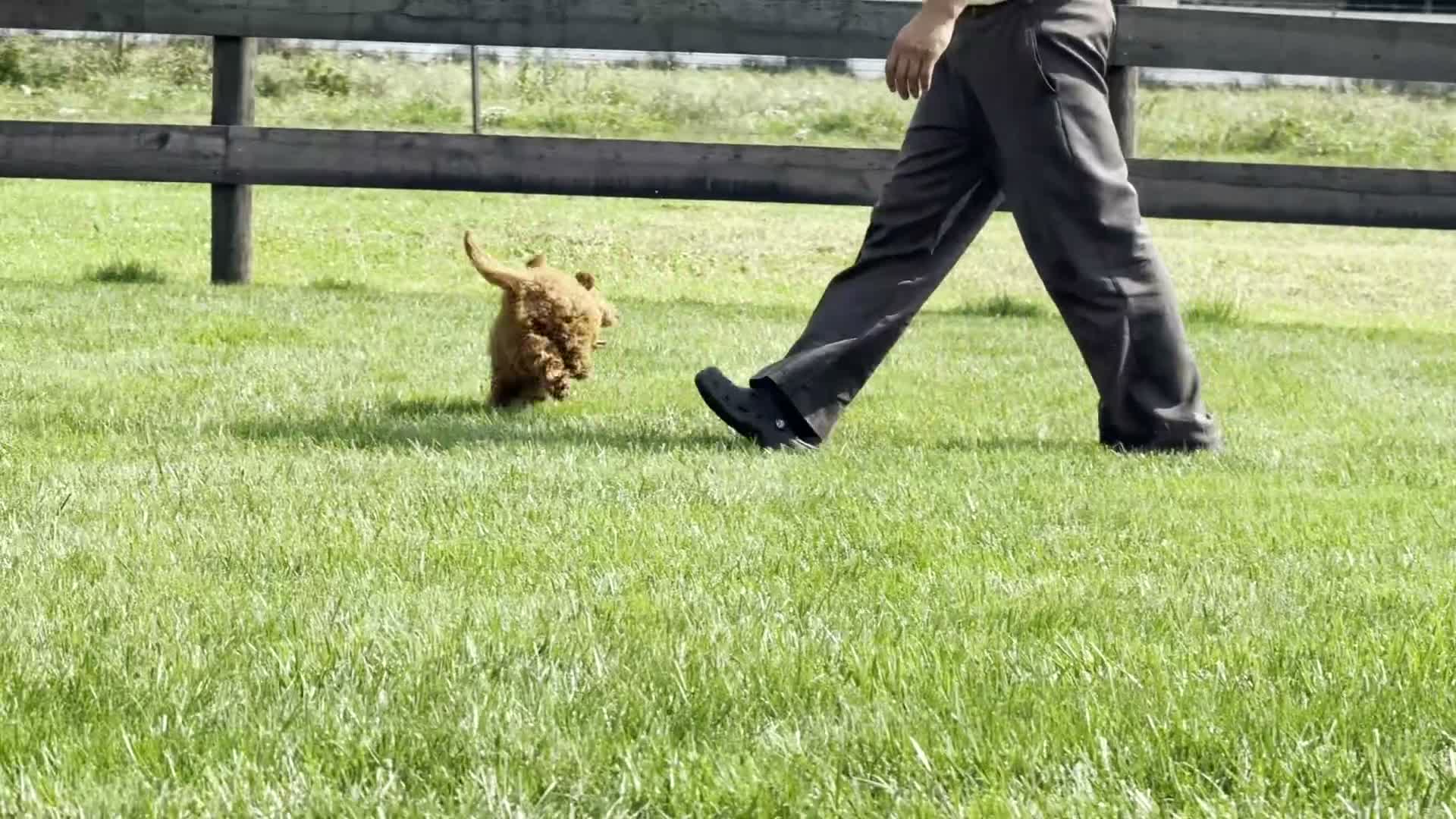 Miniature Poodle dogs for sale: Tyler - Video 1