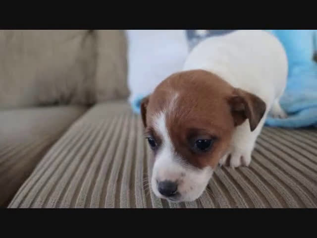 Jack Russell Terrier dogs for sale: Stephanie - Video 1