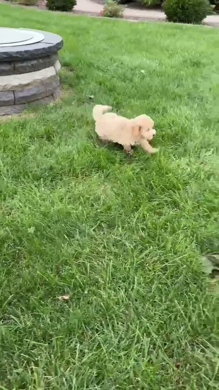 Maltipoo dogs for sale: Jesse  - Video 1
