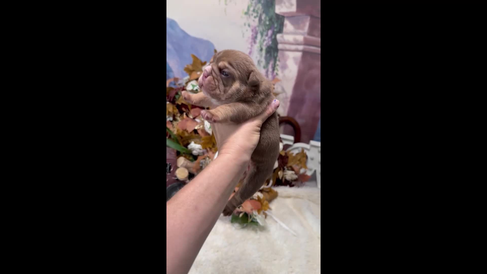 English Bulldog dogs for sale: Choc Tri Girl - Video 1