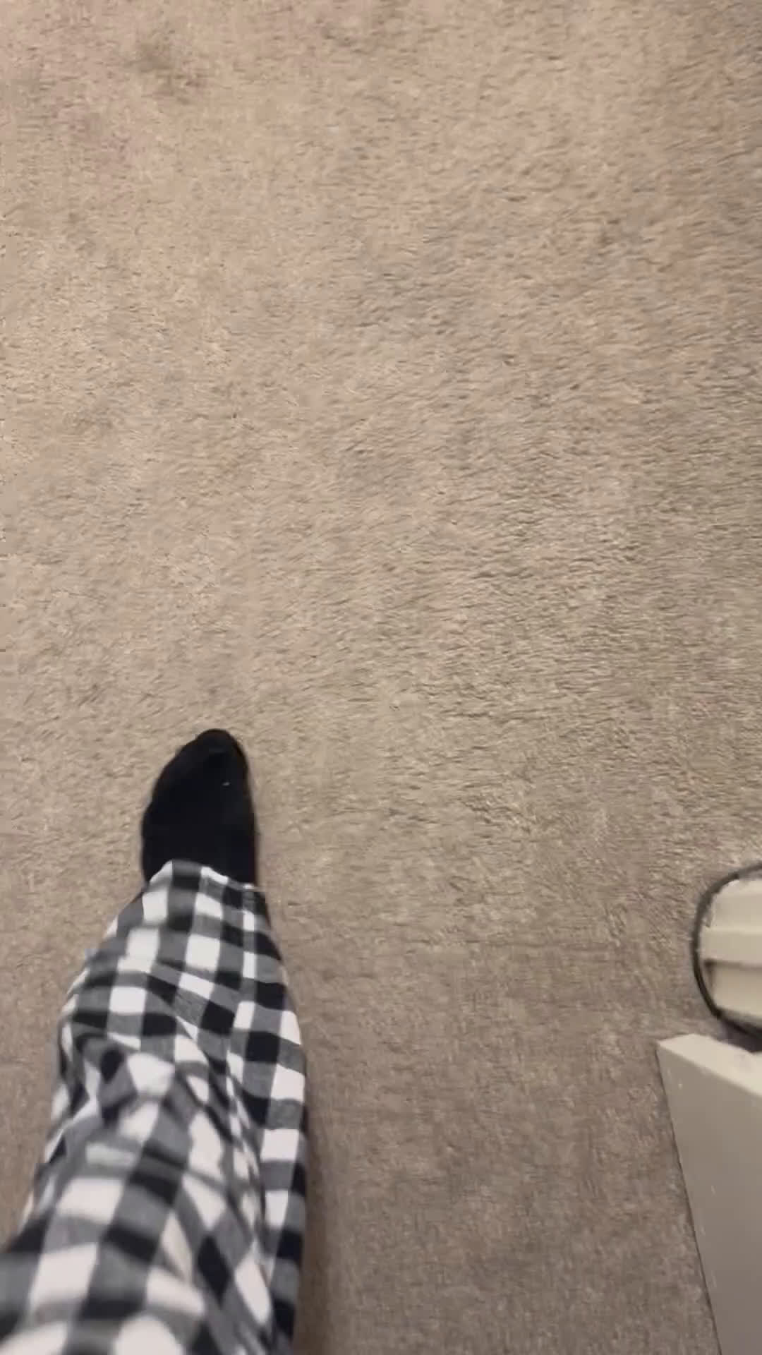 Mixed Breed dogs for sale: Midnight - Video 3