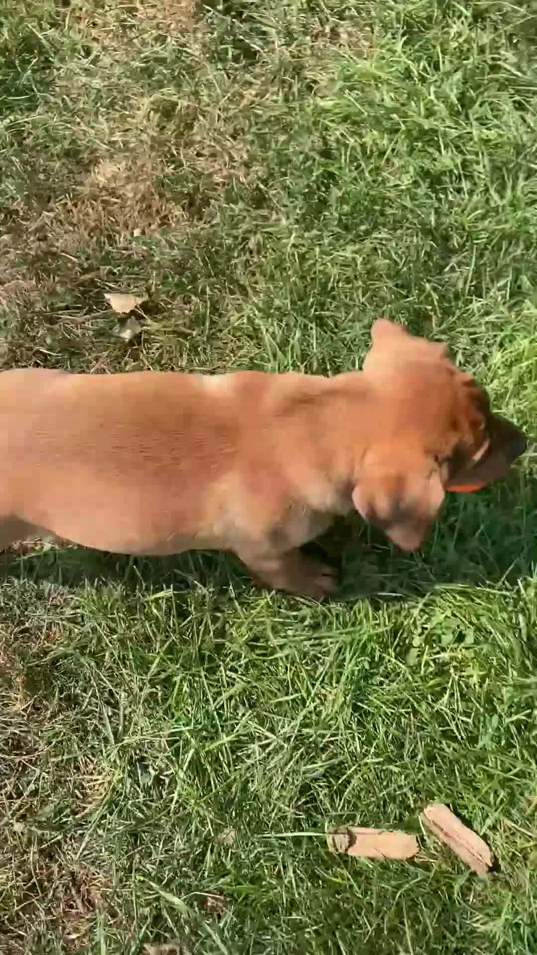 Mixed Breed dogs for sale: Maddie - Video 1