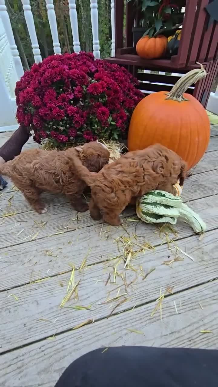 Cavapoo dogs for sale: Auggie - Video 1