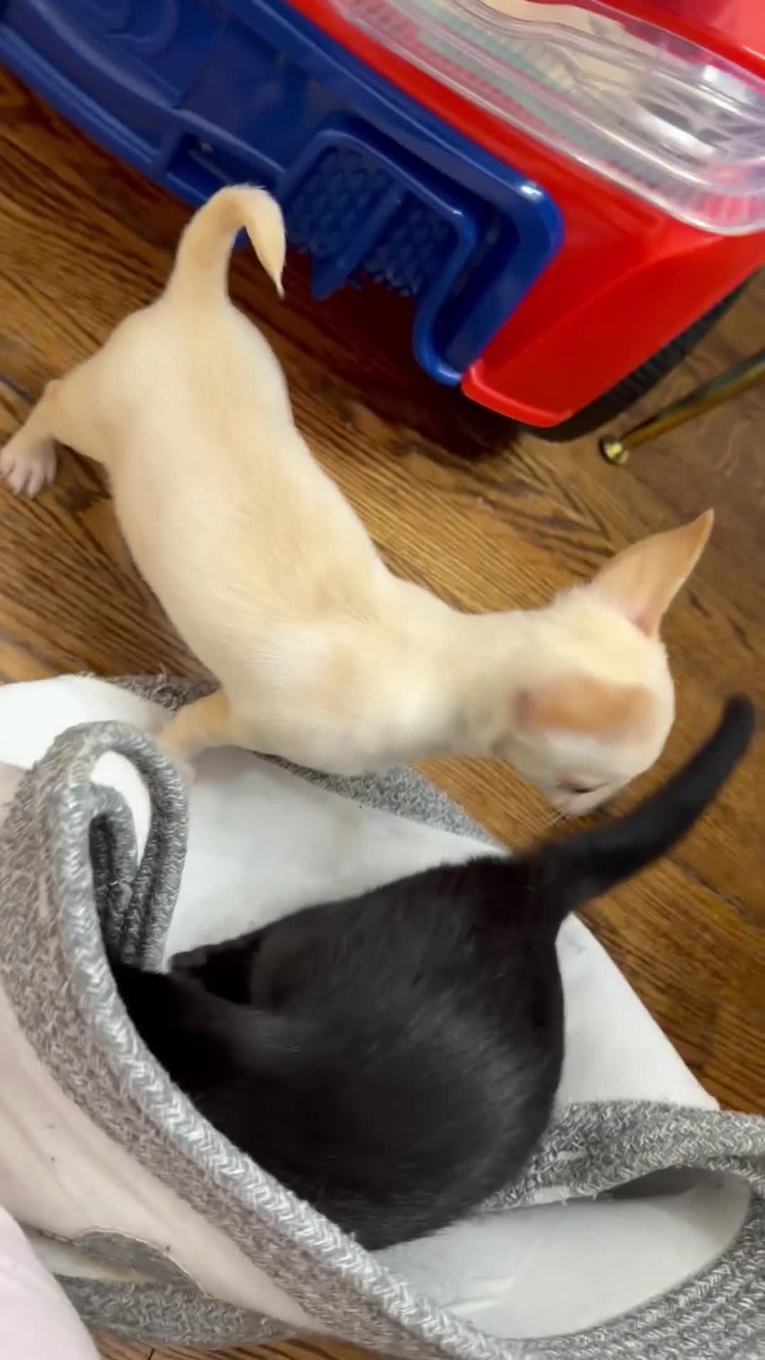 Chihuahua dogs for sale: ✨Taffy✨ 4lbs fully grown CKC registered - Video 1