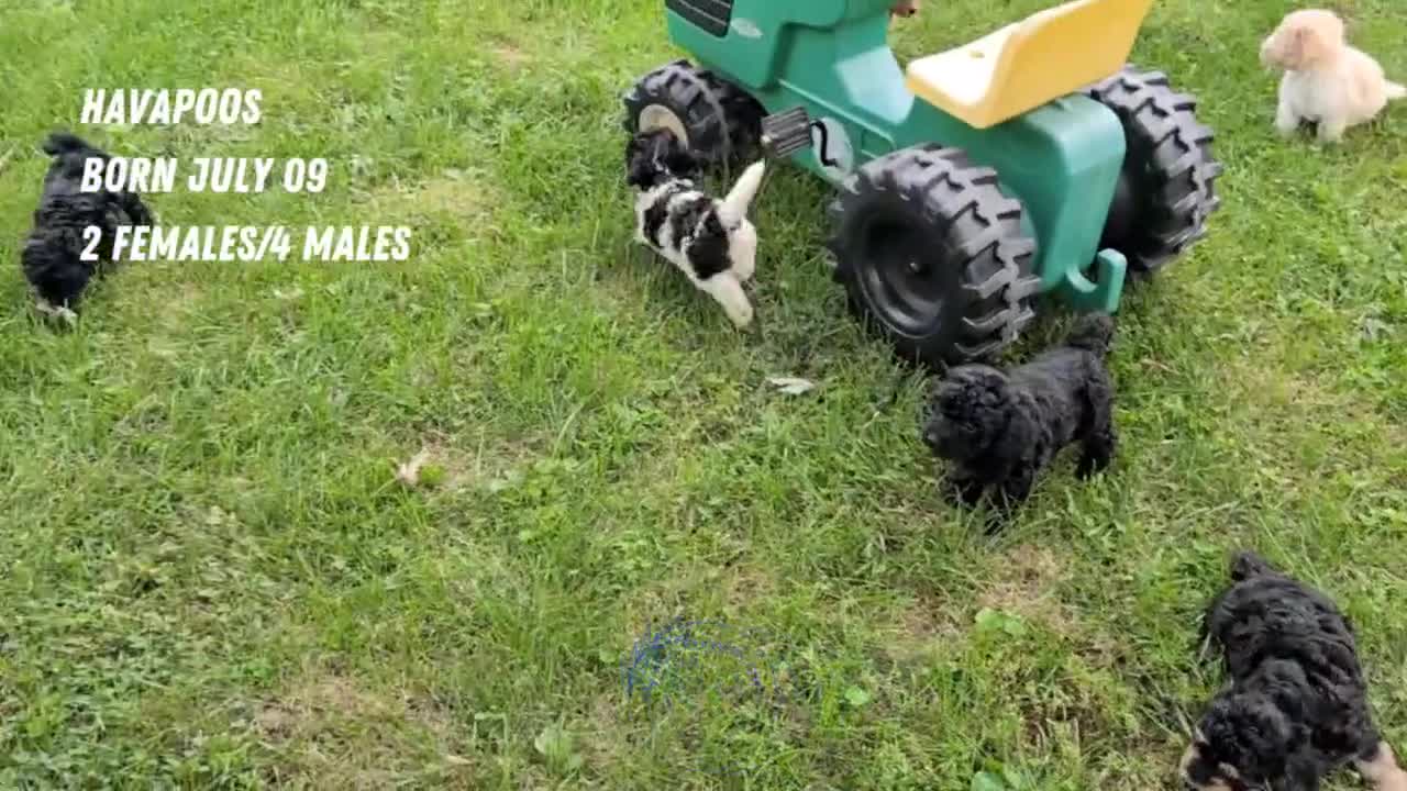 Havapoo dogs for sale: Macy - Video 2