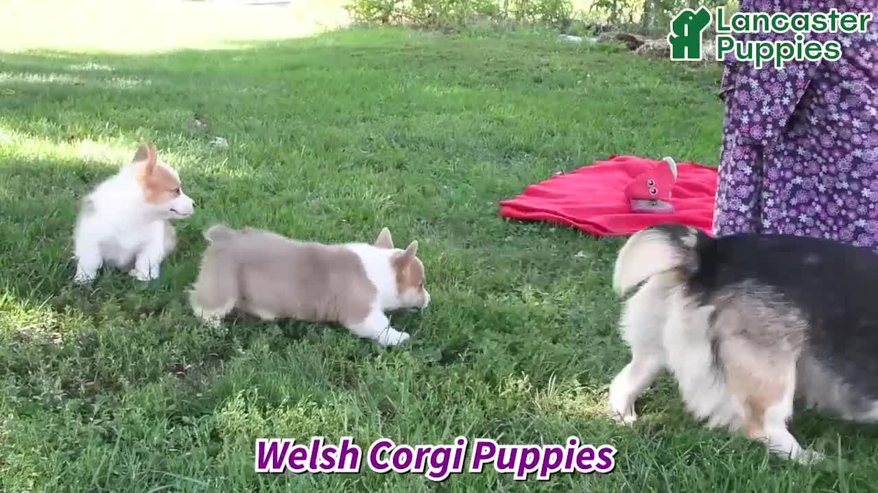 Welsh Corgi Pembroke dogs for sale: Kerrick - Video 1