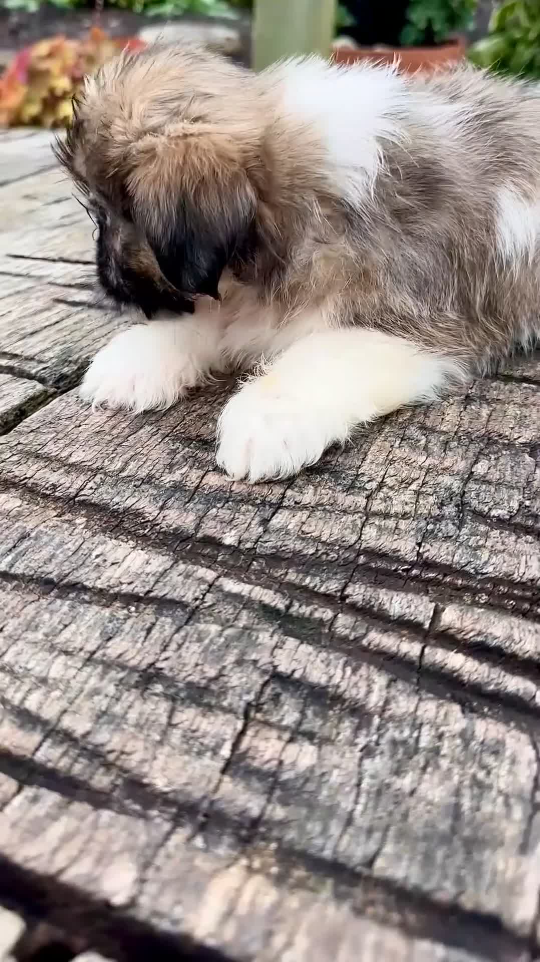Shih Tzu dogs for sale: Girl River 0829 - Video 1