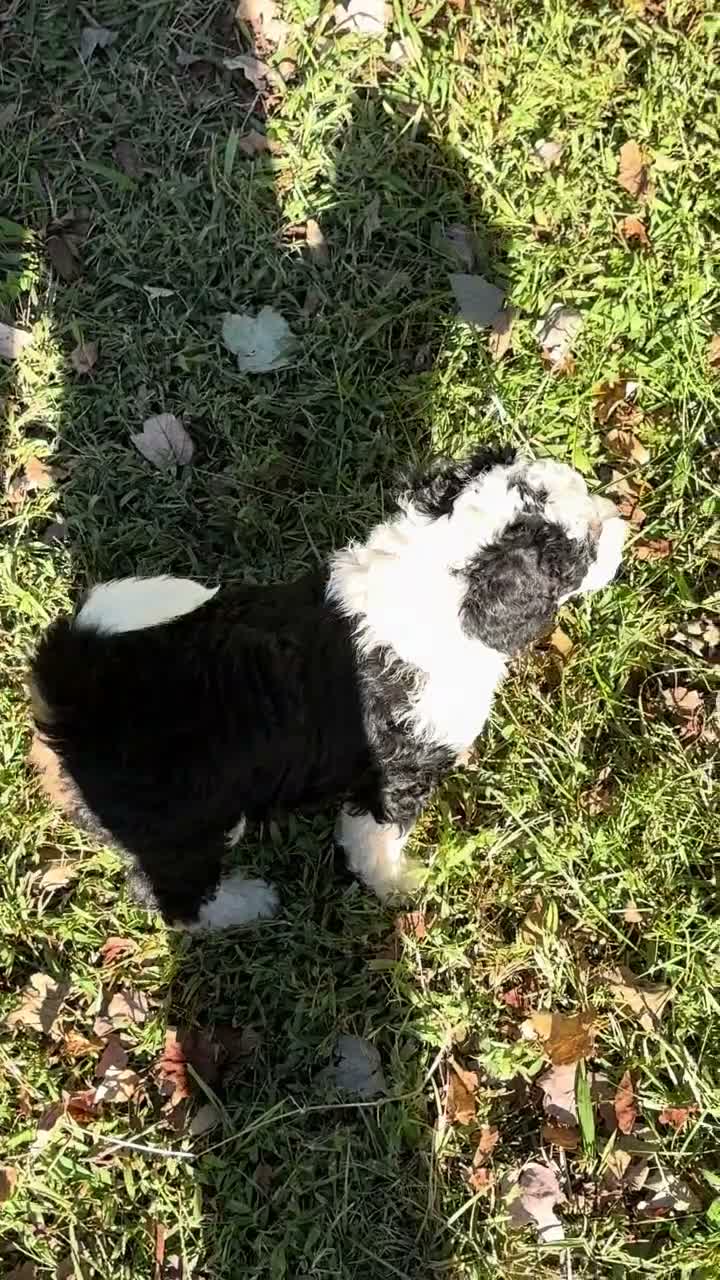 Mini Bernedoodle dogs for sale: Maggie - Video 1