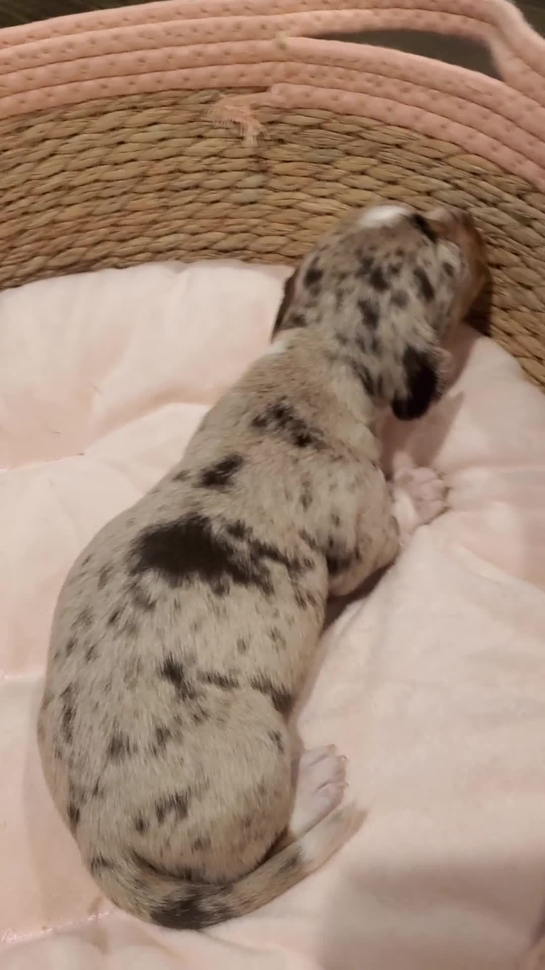 Miniature Dachshund dogs for sale: Miniature Dachshund Puppy 1 - Video 1