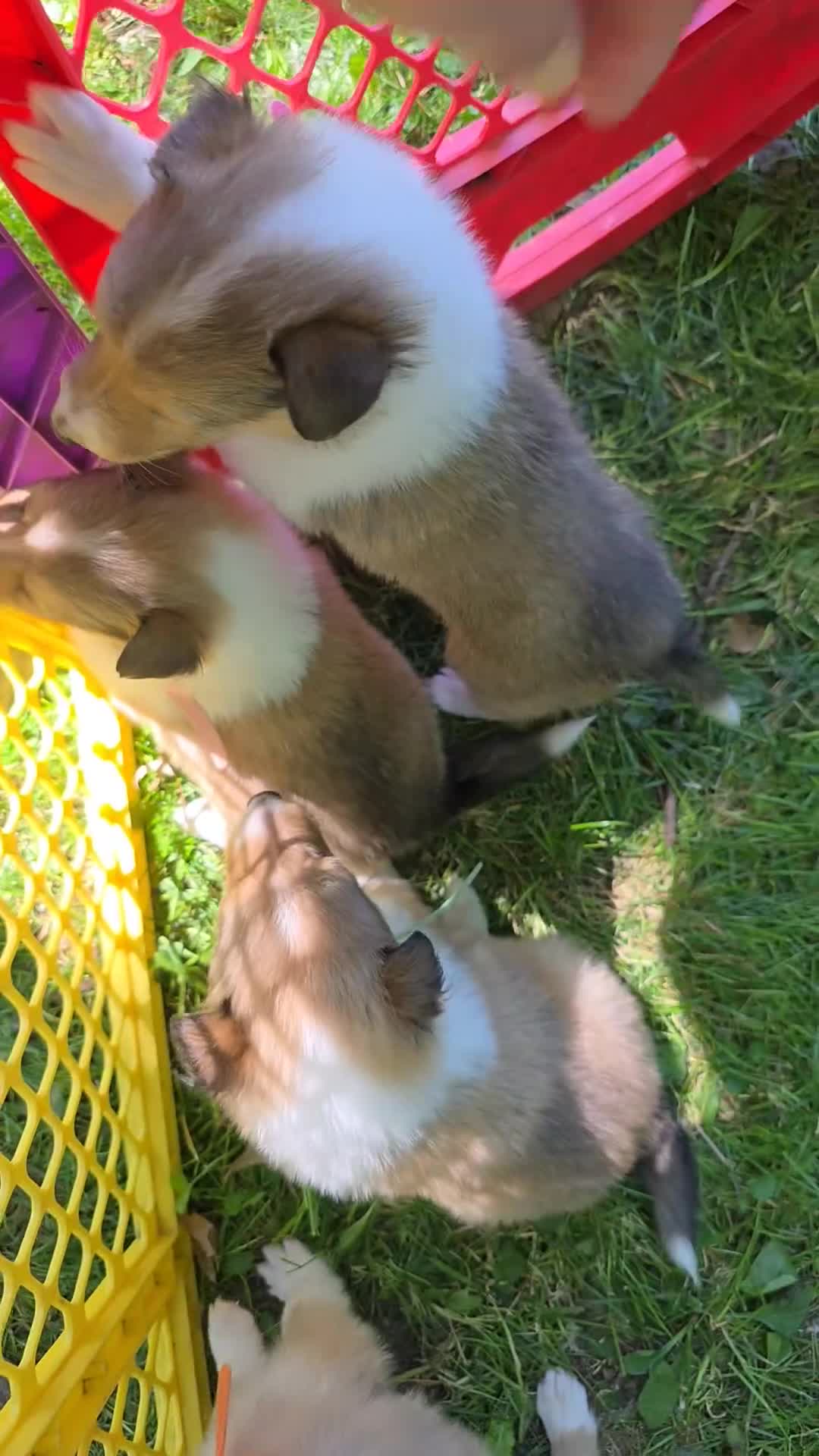 Collie dogs for sale: Collie Puppy 5 - Video 1