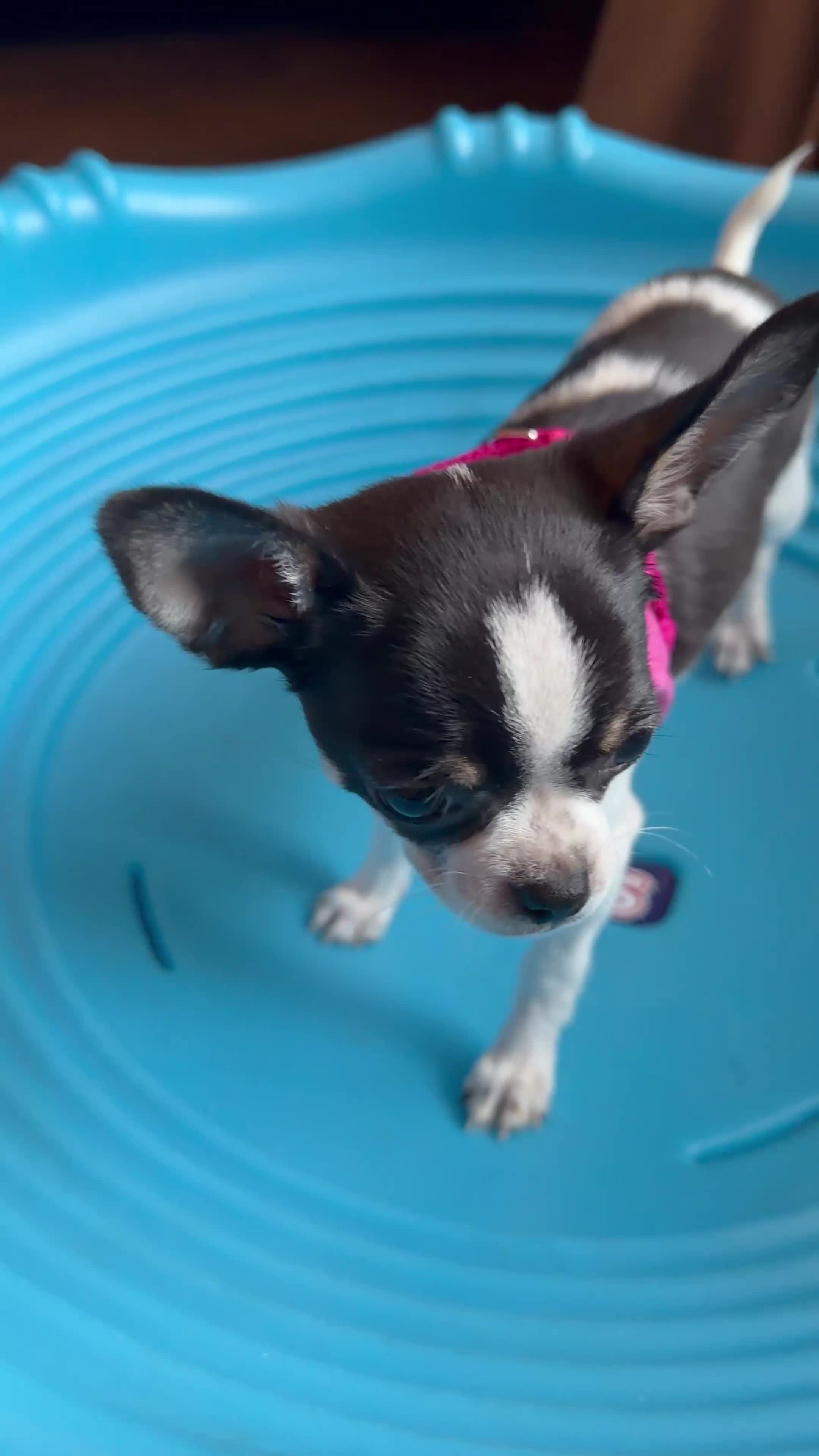 Chihuahua dogs for sale: Chihuahua 1 - Video 1