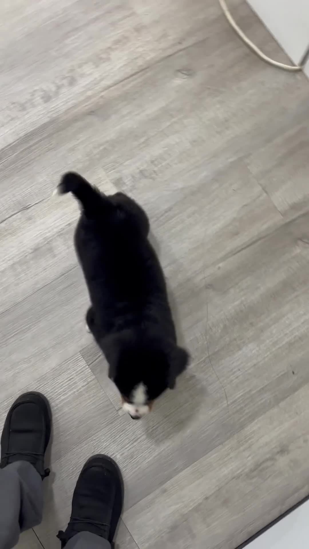 Bernese Mountain Dog dogs for sale: Idalia - Video 1