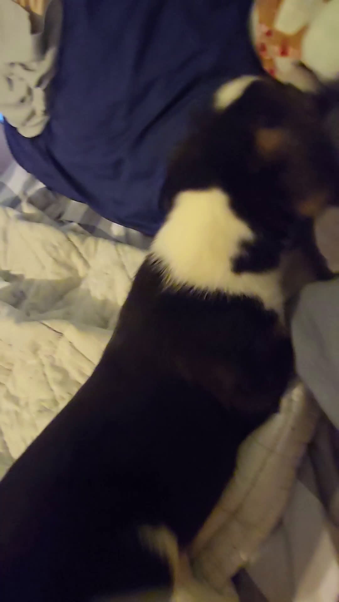 Mixed Breed dogs for sale: Pepe' - Video 1