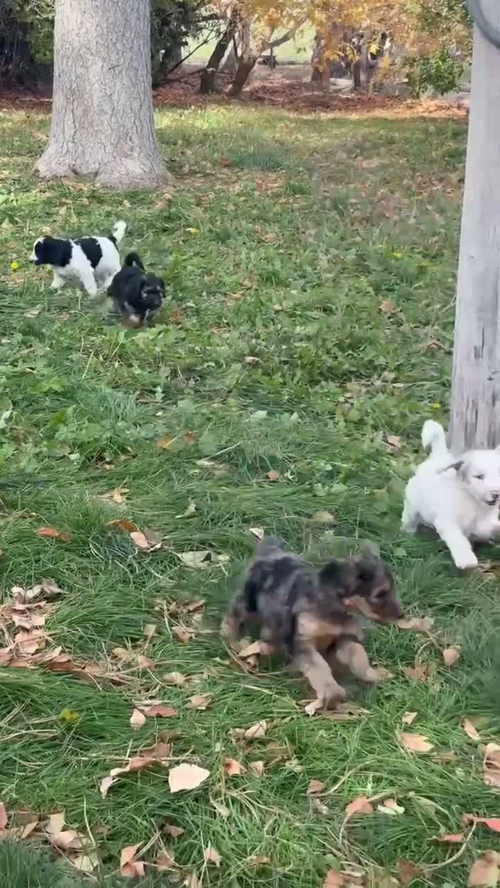 Mixed Breed dogs for sale: Loren – Grey & White Small Merle Female Mini Bernedoodle | Happy & Social | 25–30 lbs - Video 3