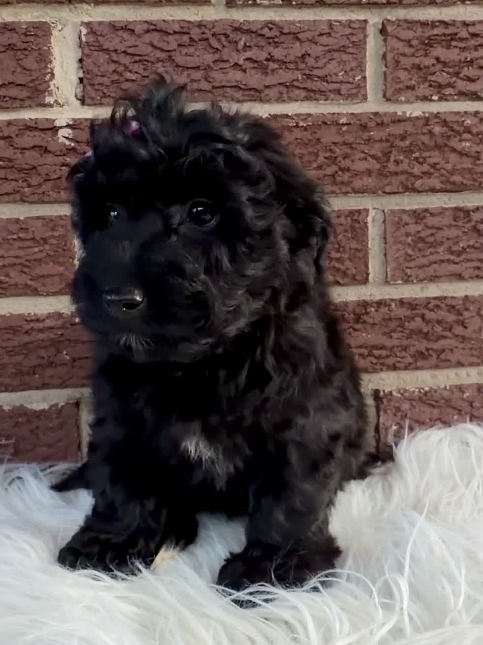 Yorkiepoo dogs for sale: Juniper - Video 1