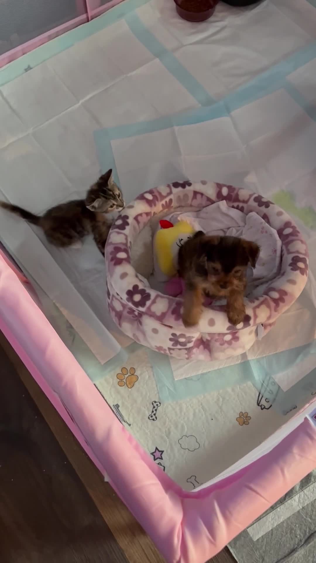 Yorkshire Terrier dogs for sale: Penny - Video 1