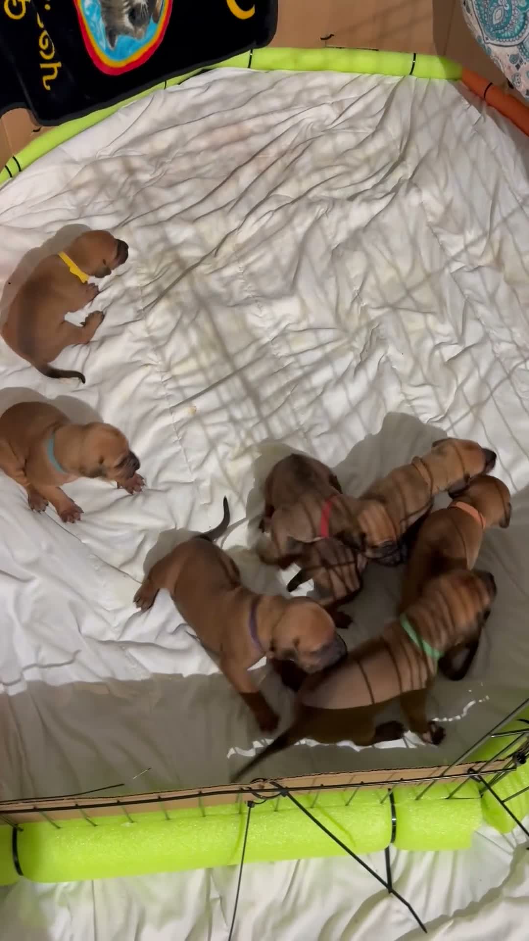 Rhodesian Ridgeback dogs for sale: Rhodesian Ridgeback 7 - Video 1