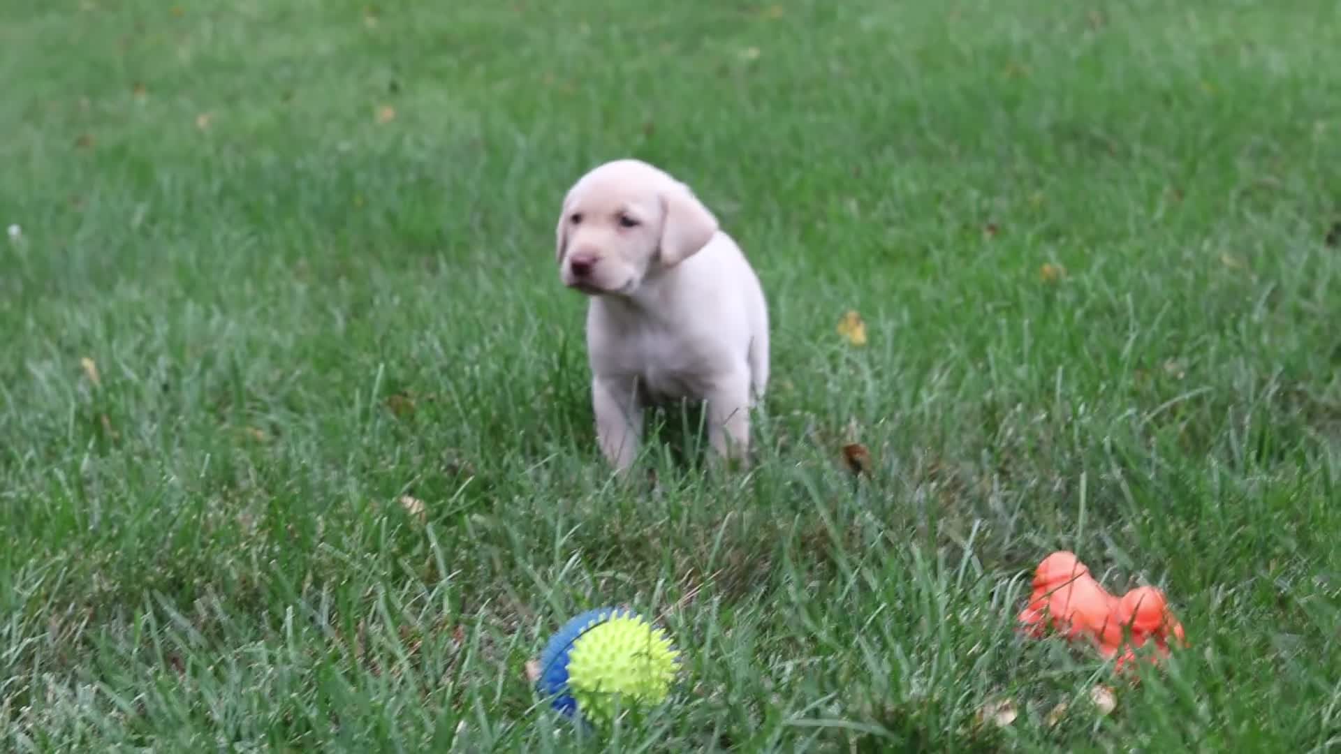 Labrador Retriever dogs for sale: Ranger - Video 1