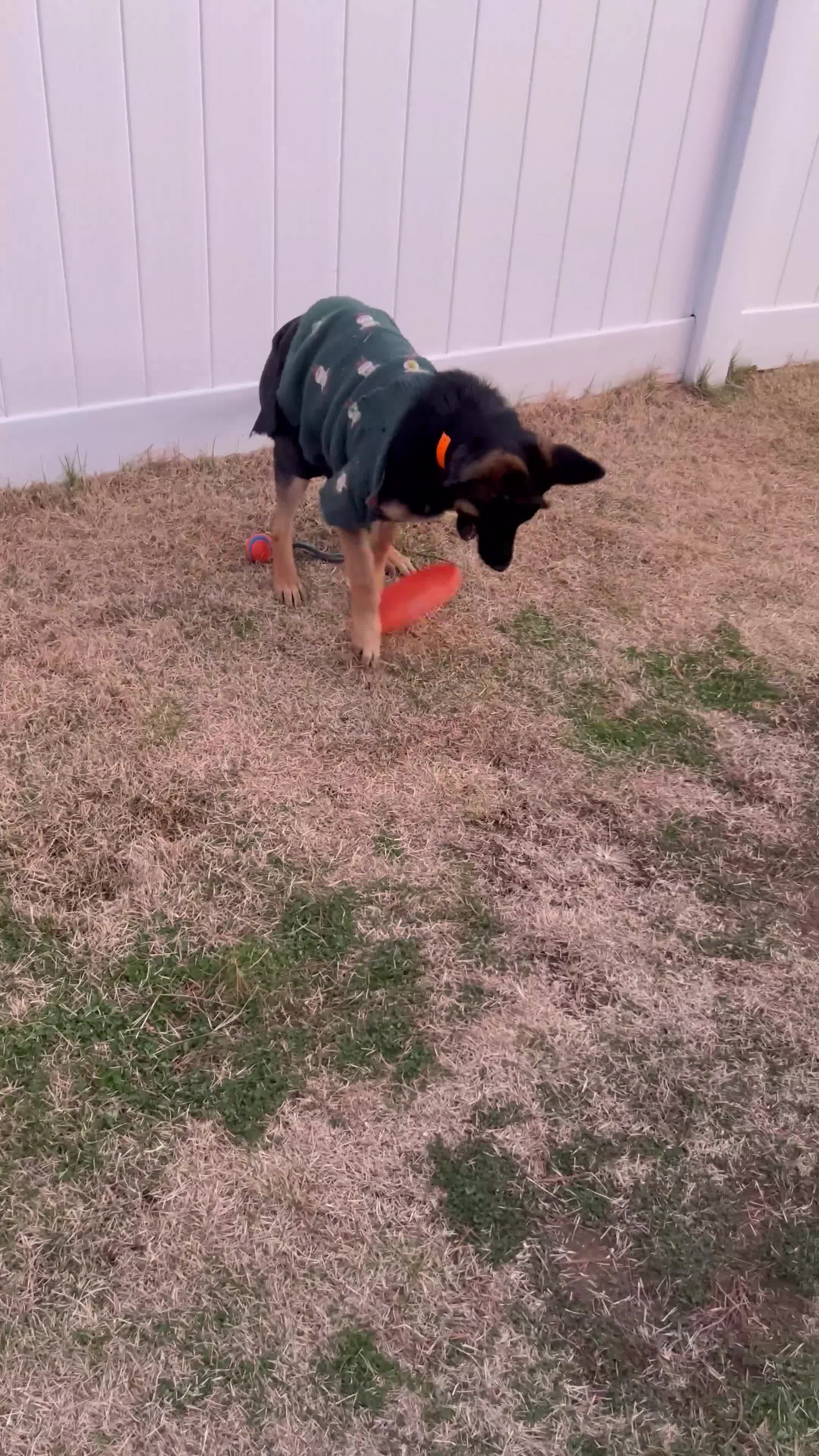 German Shepherd dogs for sale: German Shepherd Puppy 1 - Video 1