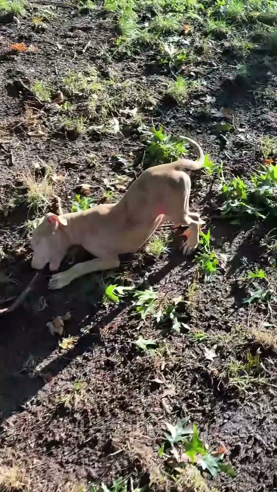 Mixed Breed dogs for sale: Mixed Breed 2 - Video 2