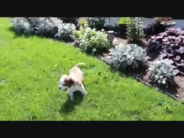 Saint Bernard dogs for sale: Mary - Video 1