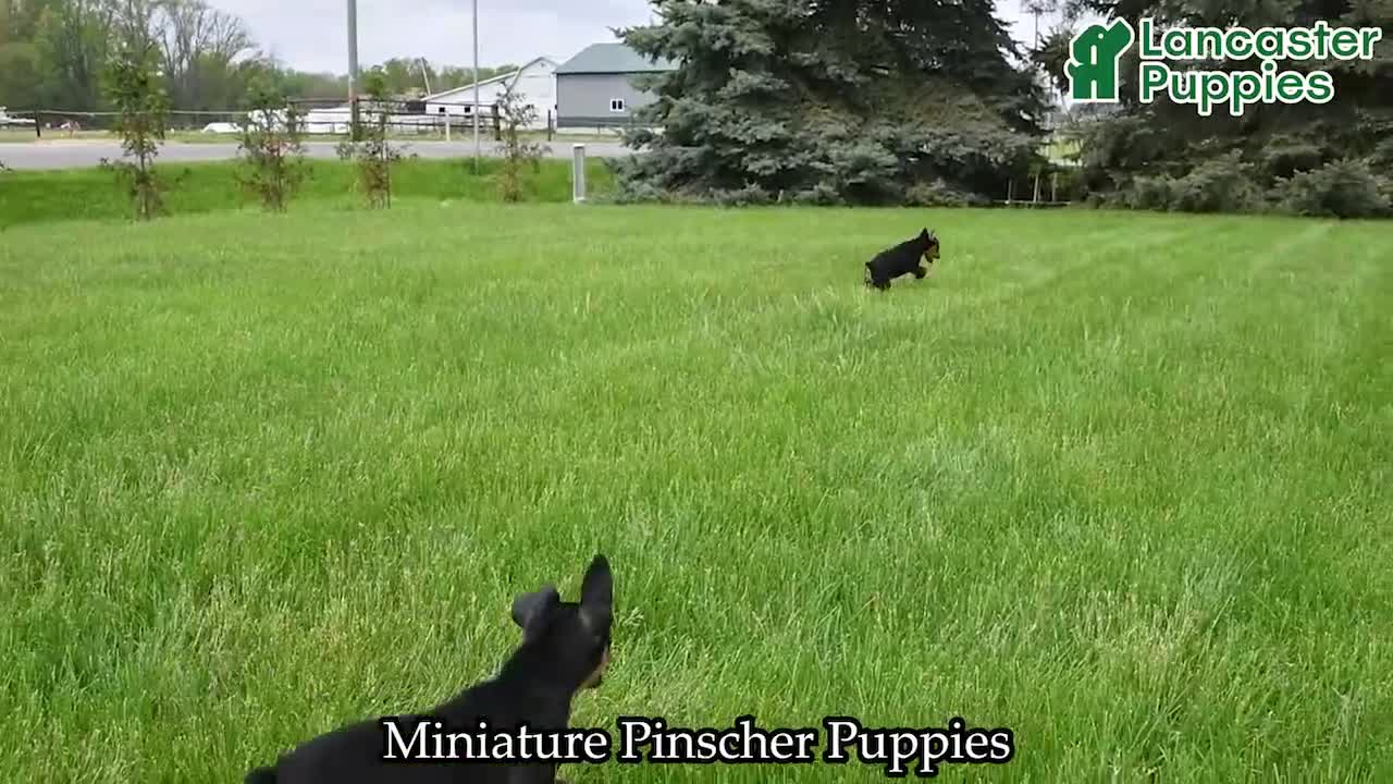 Miniature Pinscher dogs for sale: Titan - Video 1