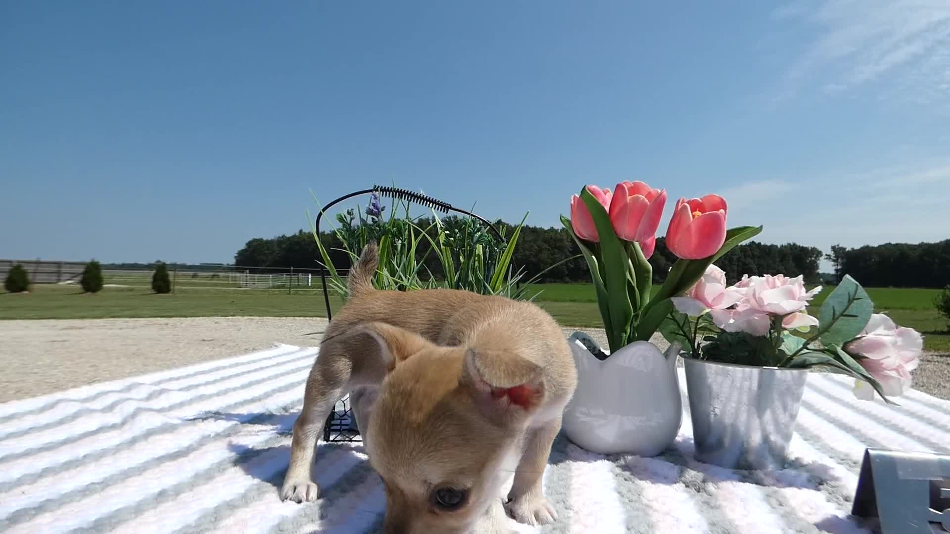 Chihuahua dogs for sale: Chihuahua 5 Sheba - Video 1