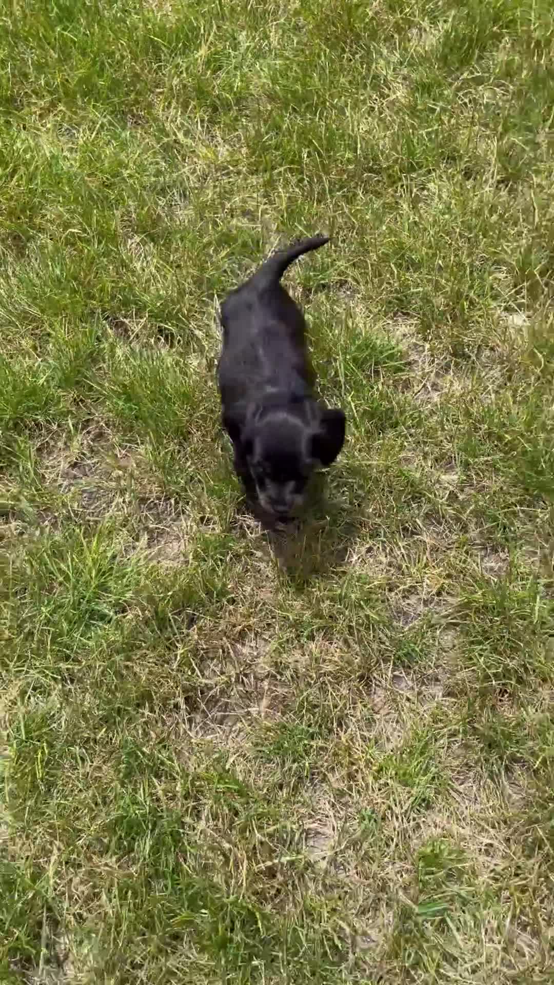 Miniature Dachshund dogs for sale: Jack - Video 1
