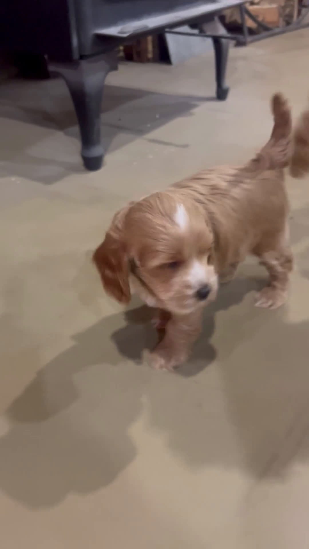 Cockapoo dogs for sale: Chip  - Video 1