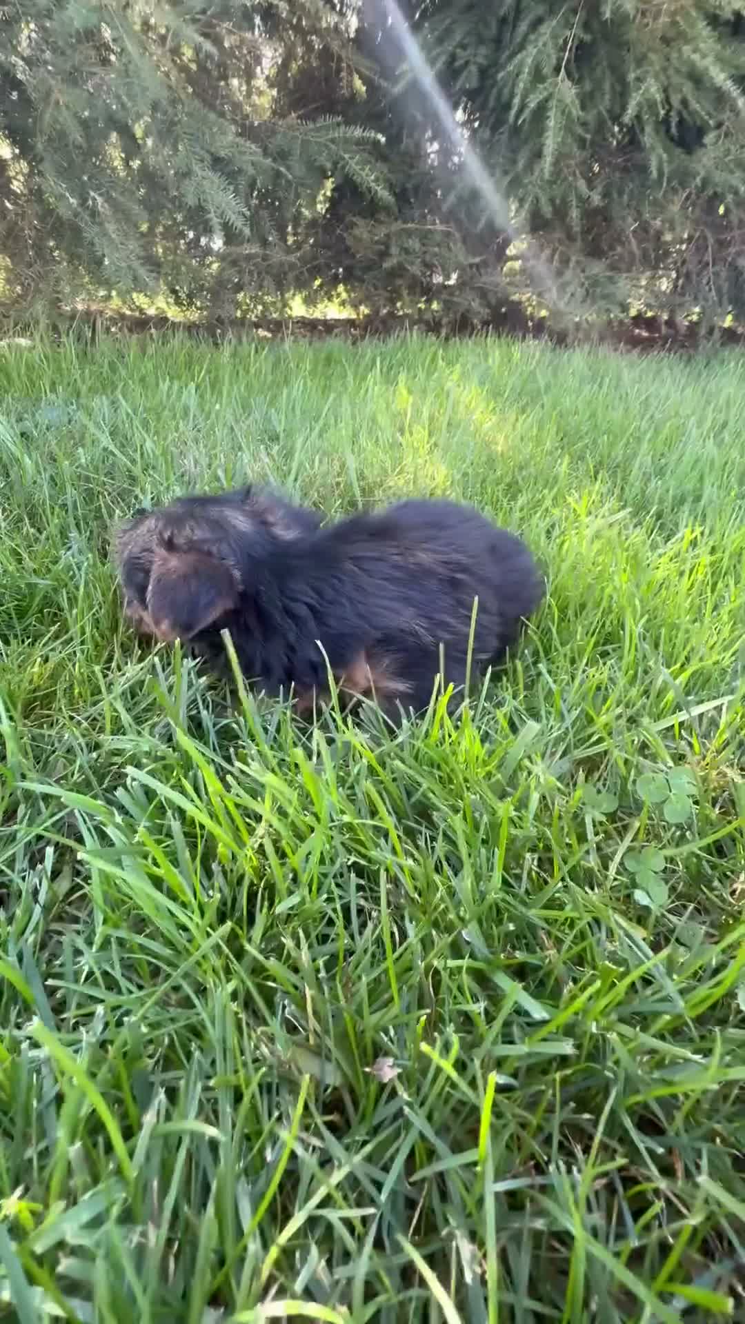 Yorkshire Terrier dogs for sale: Penny - Video 1