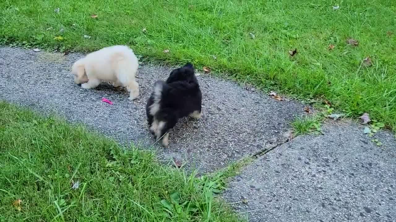 Bichpoo dogs for sale: Eliza - Video 3