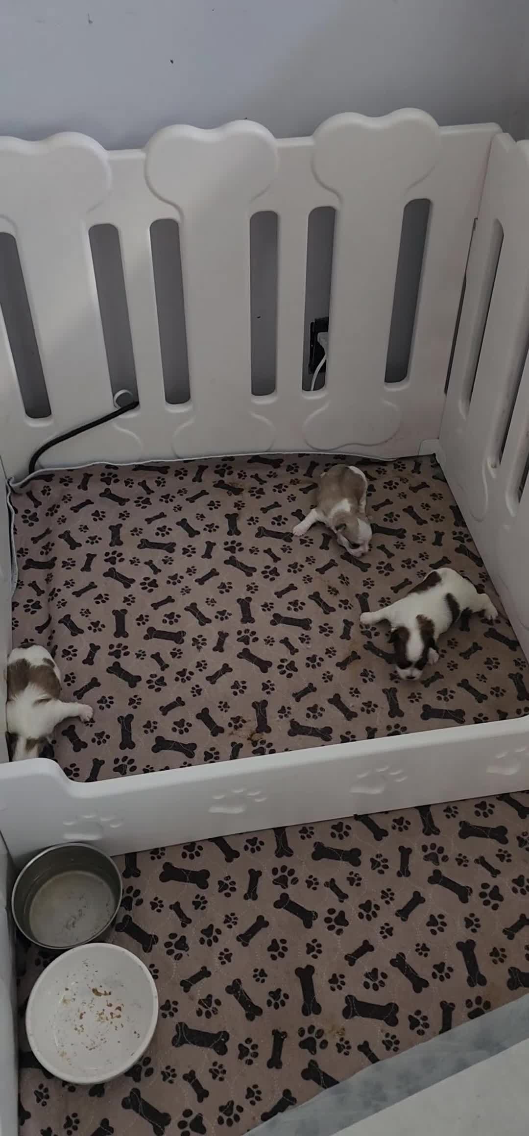 Morkie dogs for sale: Morkie 3 - Video 1