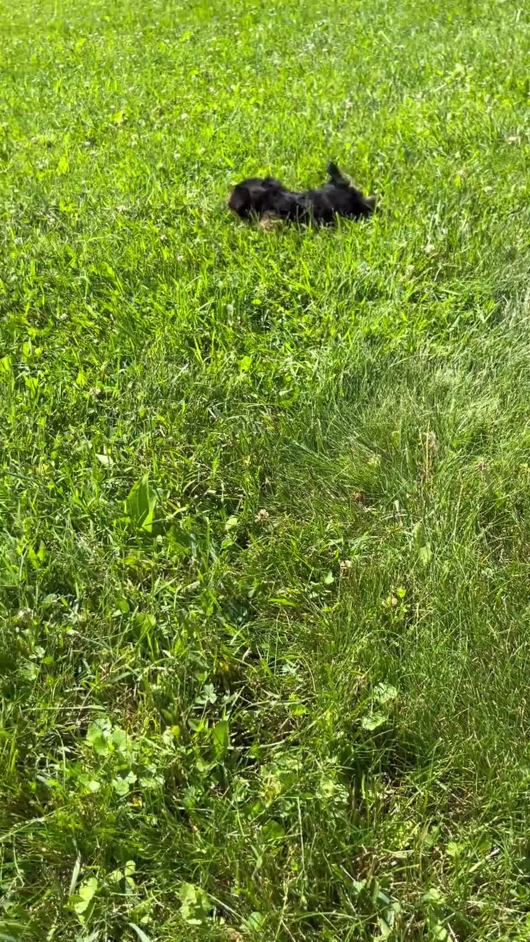 Yorkshire Terrier dogs for sale: Maggie - Video 1