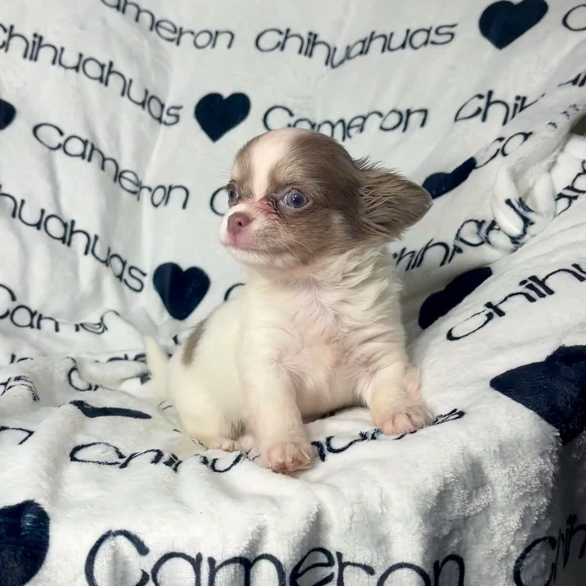 Chihuahua dogs for sale: Tiny Izzy Lavender LC - Video 1