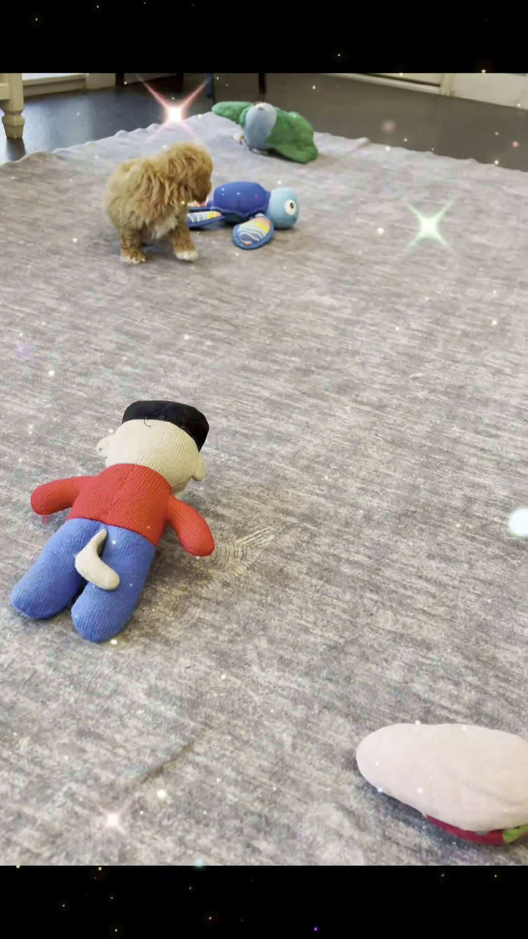 Toy Poodle dogs for sale: Blake - Video 1