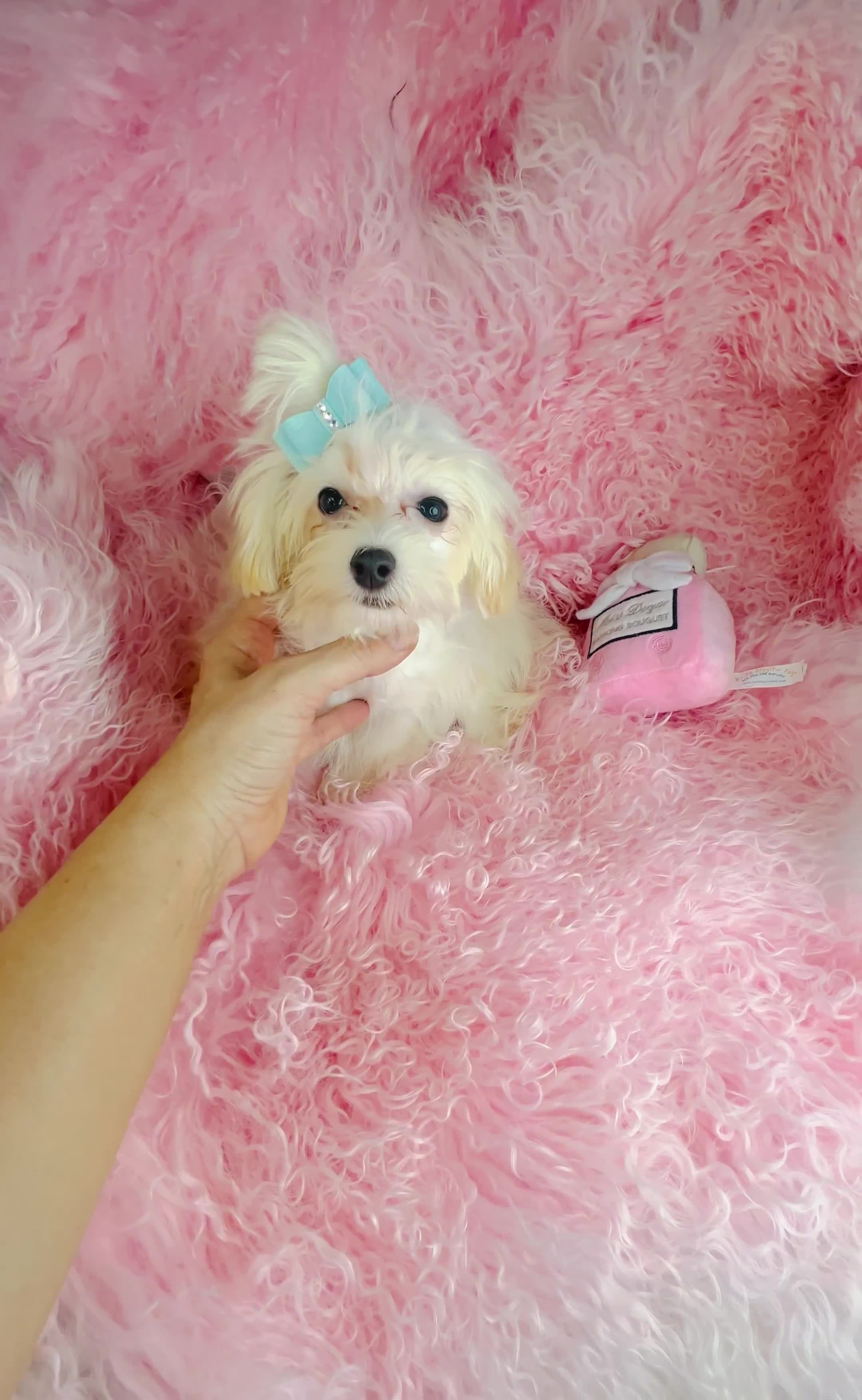 Maltipoo dogs for sale: Maltipoo Puppy 1 - Video 1