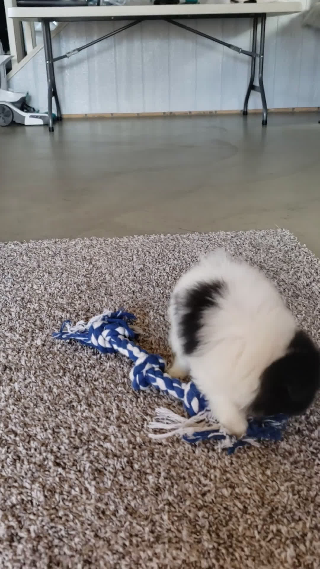 Pomeranian dogs for sale: Pansy  - Video 1