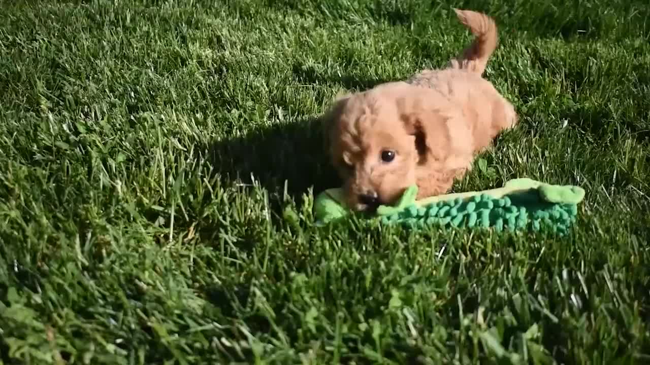 Bichpoo dogs for sale: Kenzie 🐶💖 - Video 1